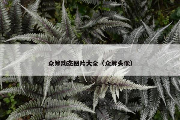 众筹动态图片大全（众筹头像）