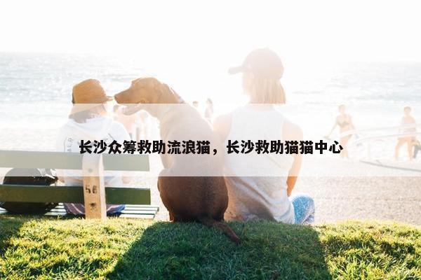 长沙众筹救助流浪猫，长沙救助猫猫中心