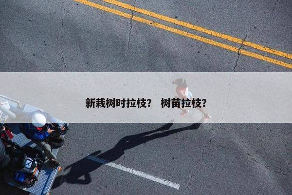 新栽树时拉枝？ 树苗拉枝？