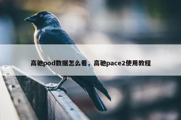 高驰pod数据怎么看，高驰pace2使用教程
