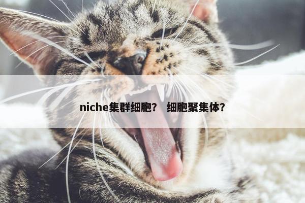 niche集群细胞？ 细胞聚集体？