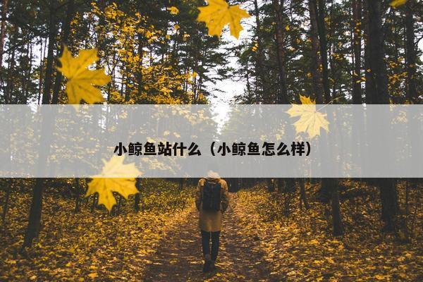 小鲸鱼站什么（小鲸鱼怎么样）