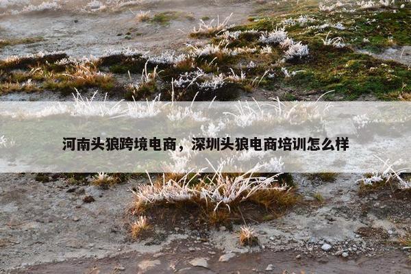 河南头狼跨境电商，深圳头狼电商培训怎么样