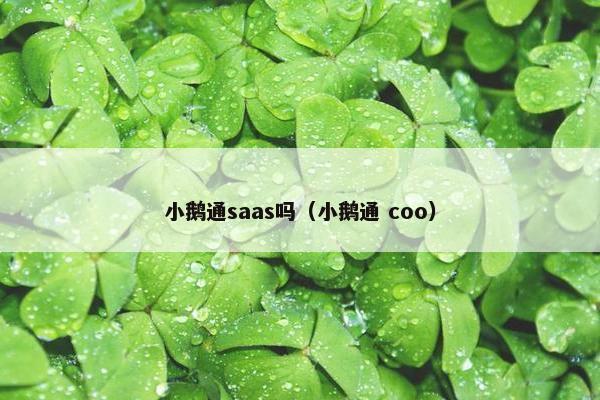小鹅通saas吗（小鹅通 coo）