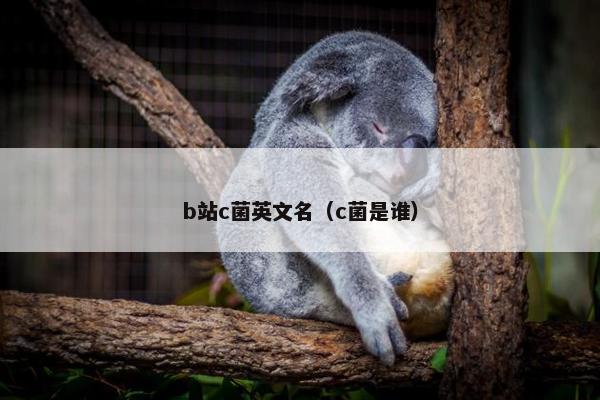b站c菌英文名（c菌是谁）