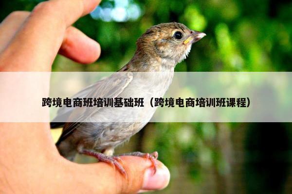 跨境电商班培训基础班（跨境电商培训班课程）