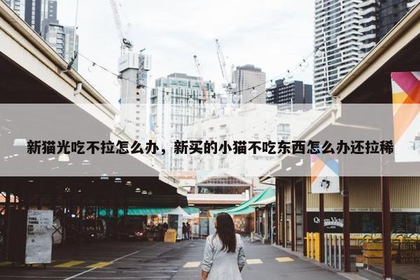 新猫光吃不拉怎么办，新买的小猫不吃东西怎么办还拉稀