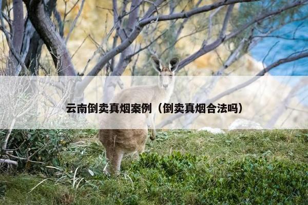 云南倒卖真烟案例（倒卖真烟合法吗）