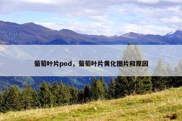 葡萄叶片pod，葡萄叶片黄化图片和原因